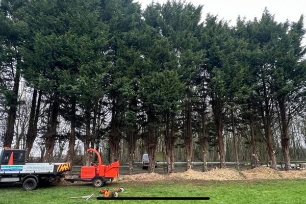 large_tree_removal