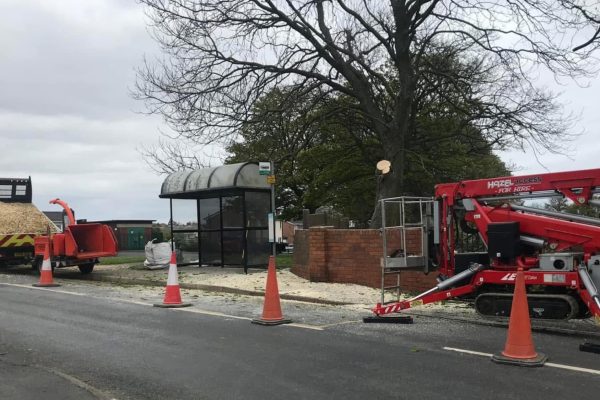 tree_removal
