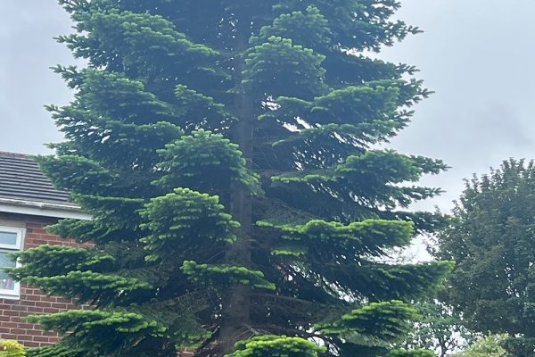 tree_removal_1