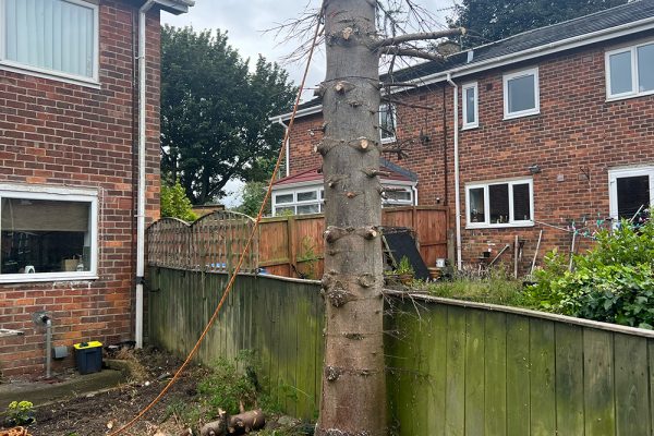 tree_removal_2